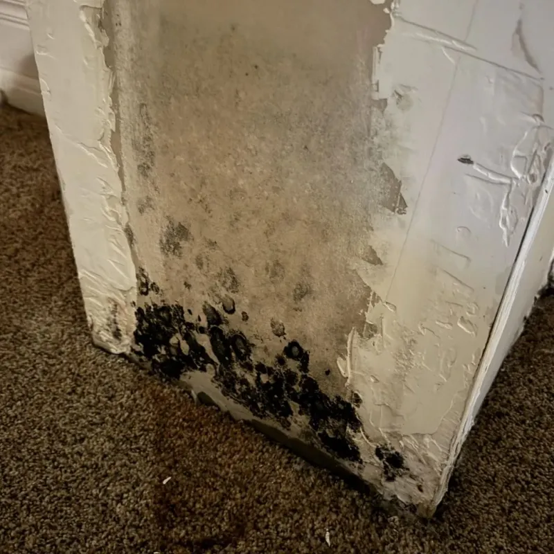 Professional Mold Removal in Ripley, MS
